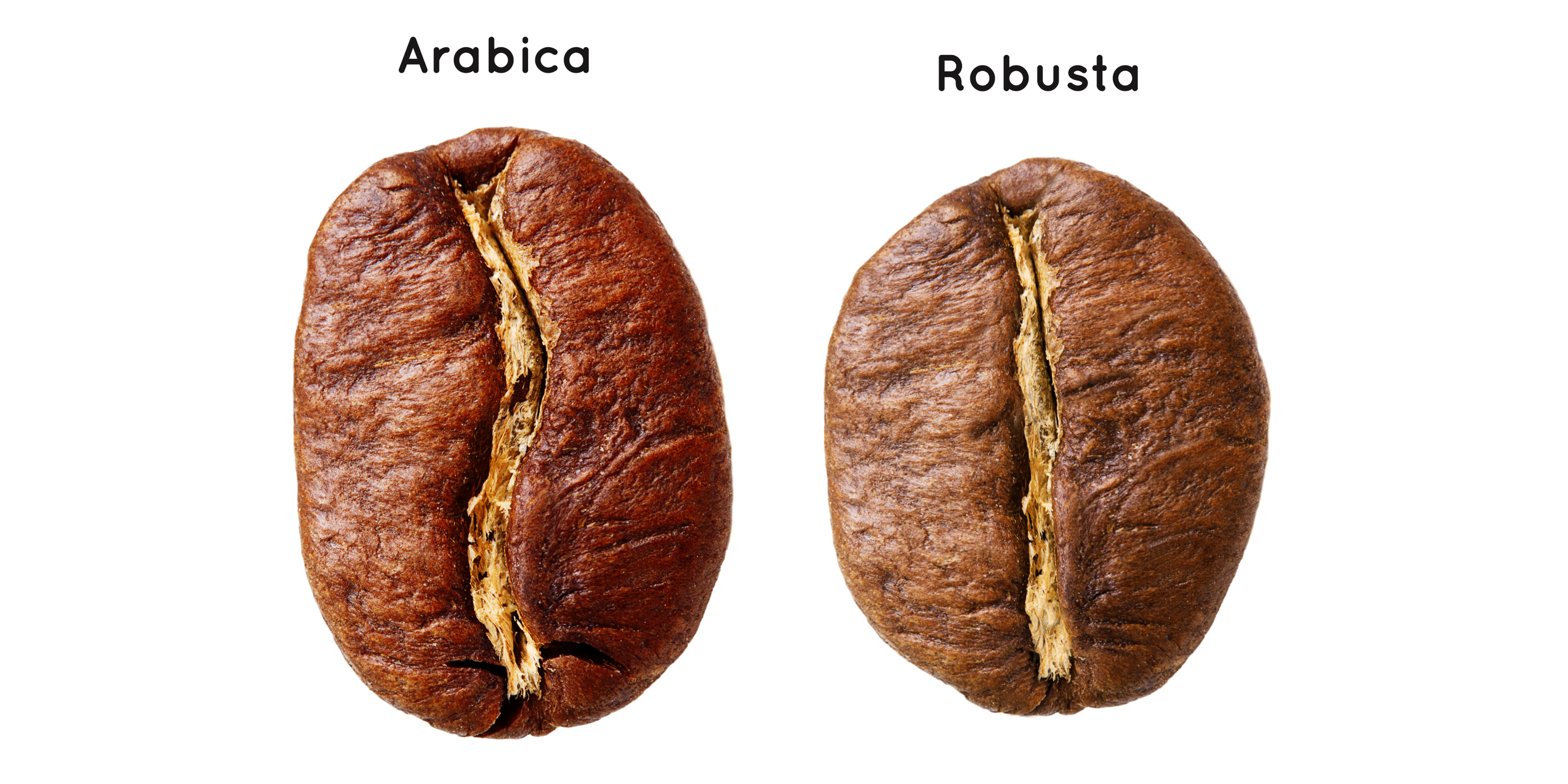 Arabica vs. Robusta