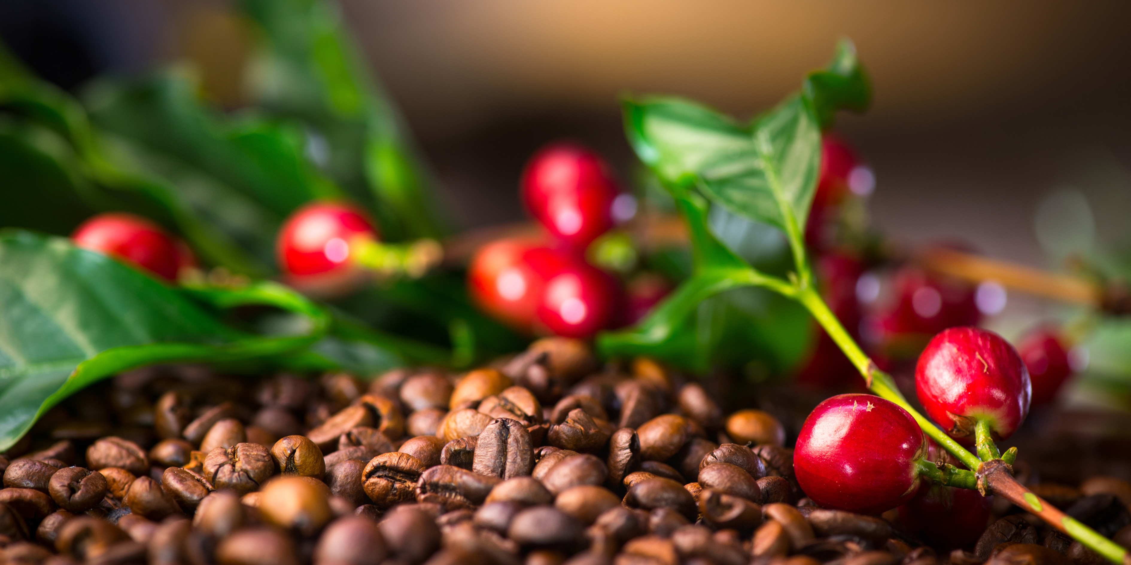 Coffee Labels Decoded