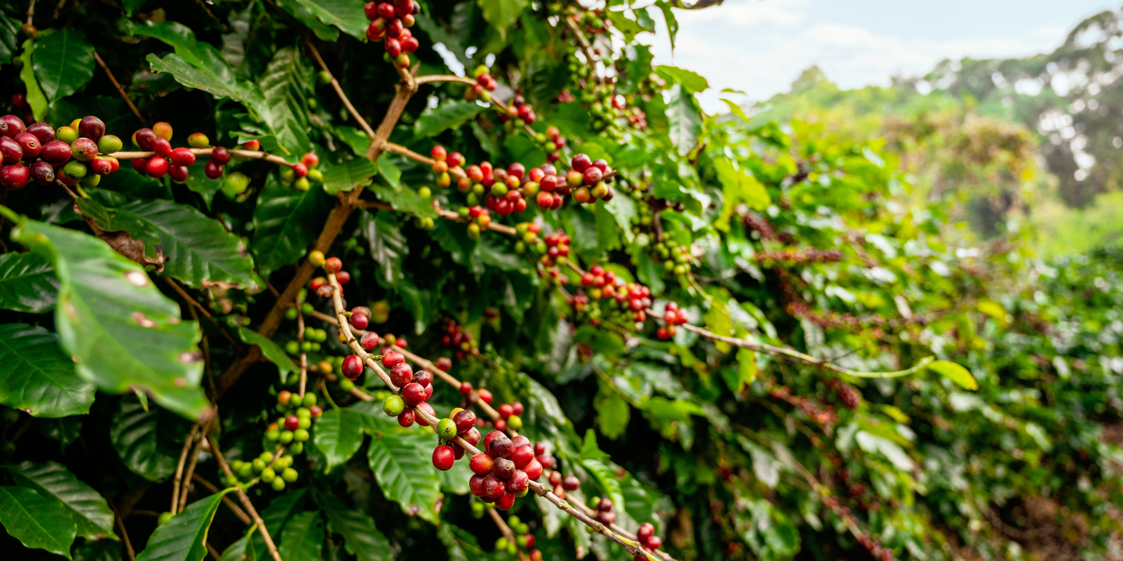 What Is Not Just Beans?