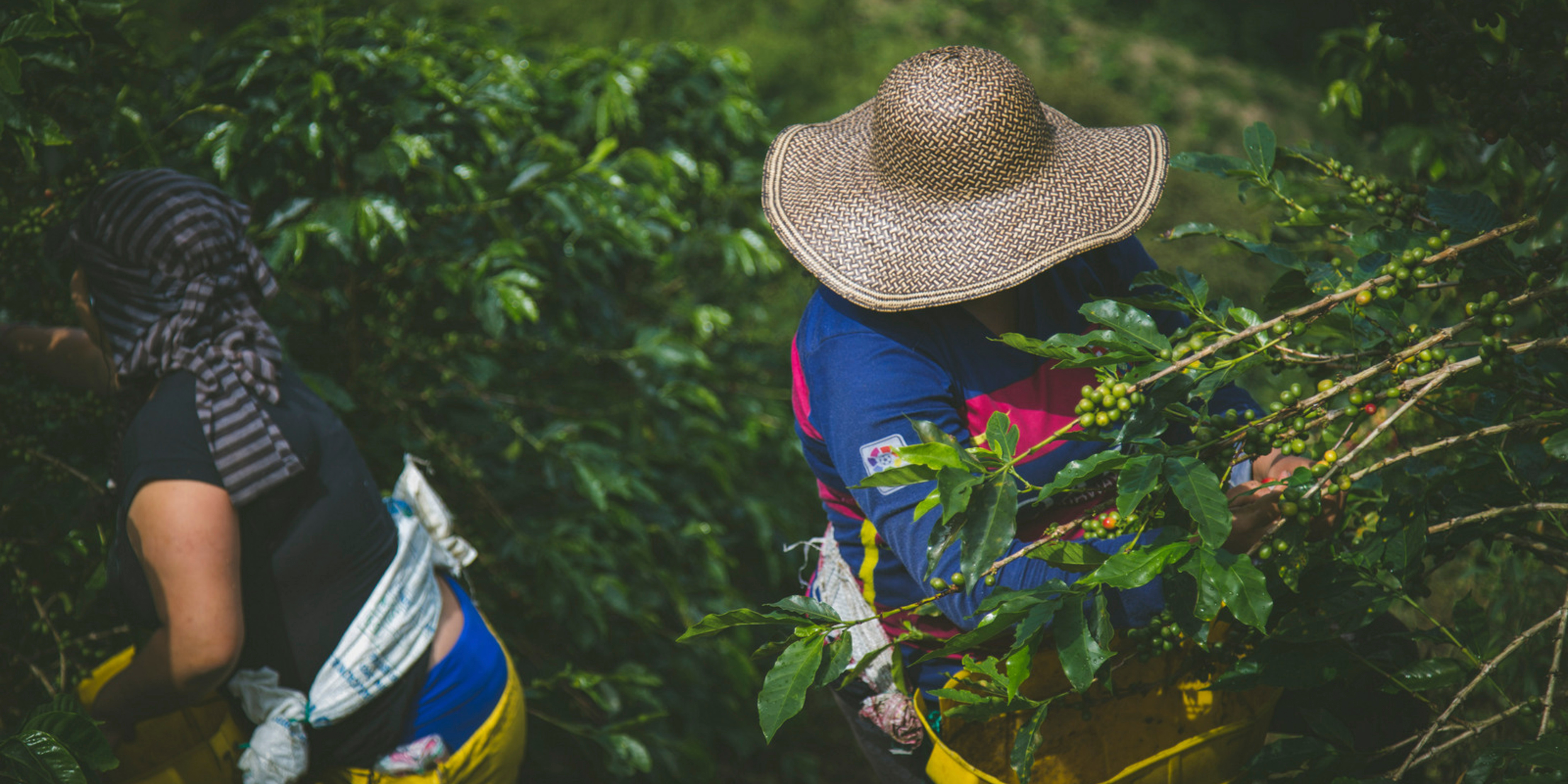 What Is Single-Origin Coffee?