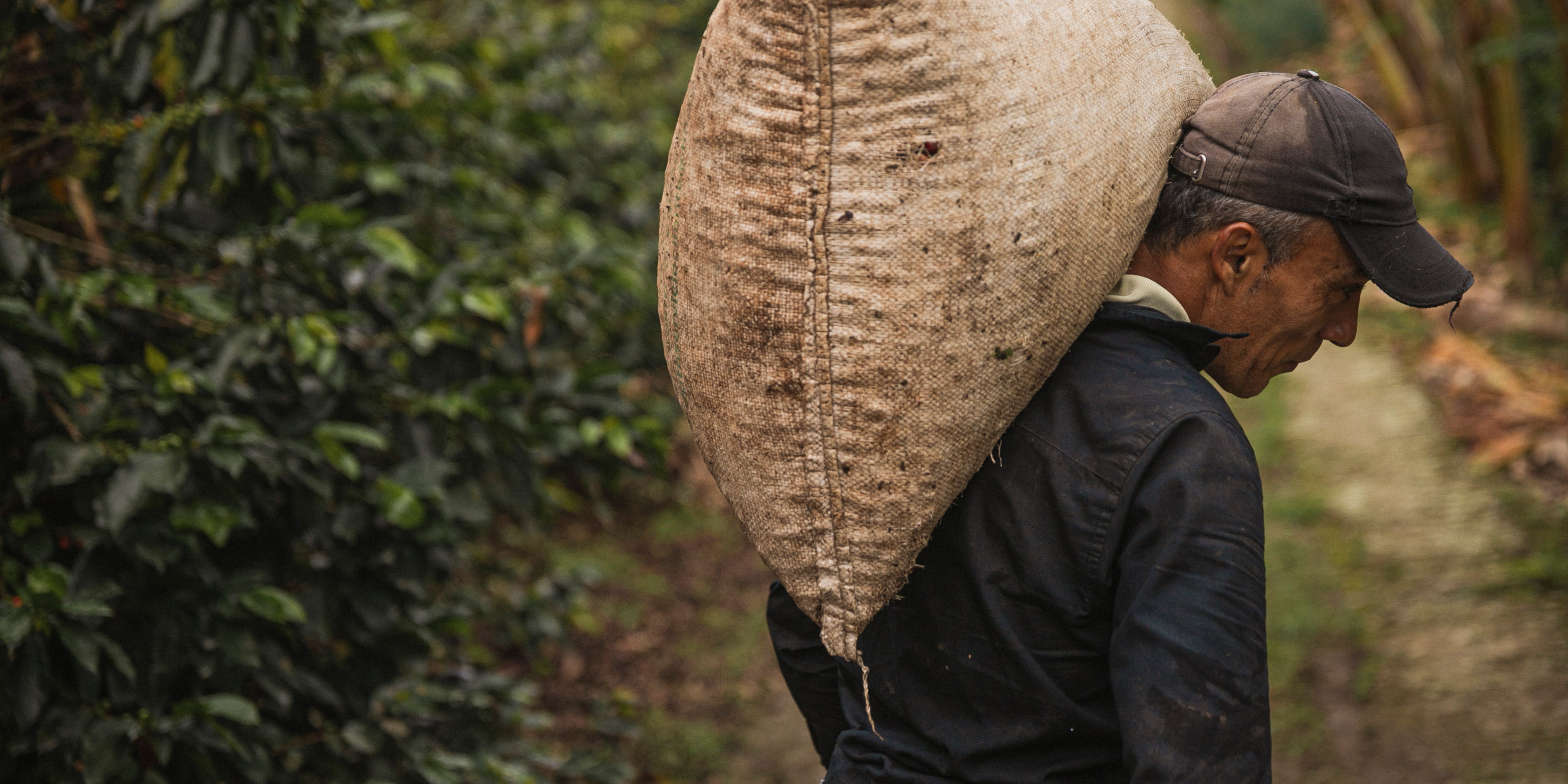 From Bean to Cup: Coffee's Journey