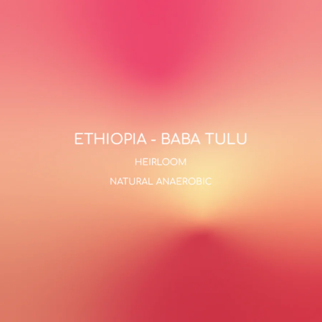 Inlight - Ethiopia Baba Tulu - Omni Roast 250g