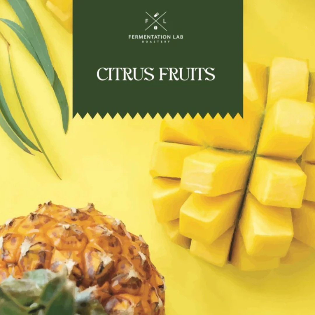 Fermentation Lab Citrus Fruits Luxurious filter roast specialty coffee beans 100g by Not Just Beans ☕