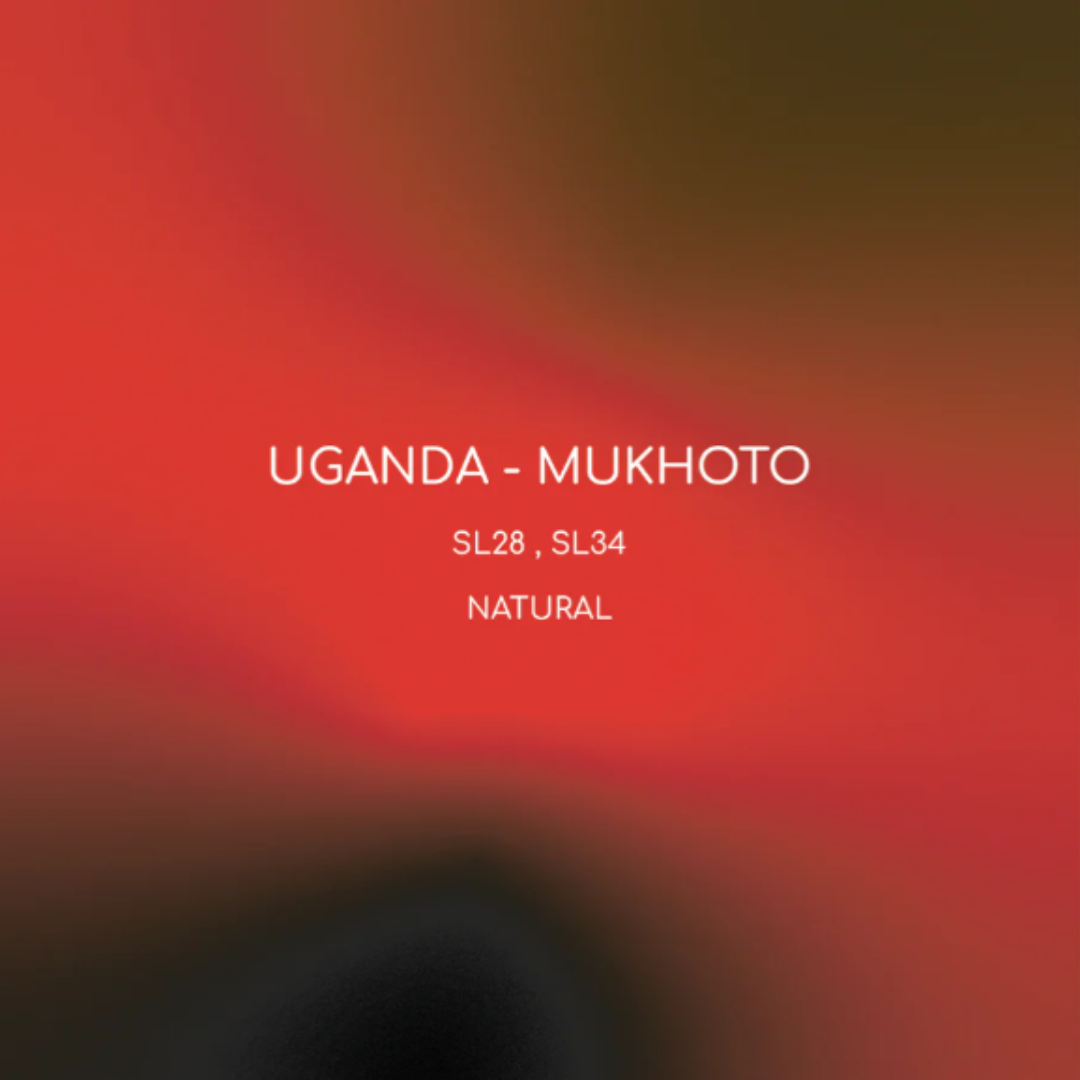 Inlight - Uganda Mukuto - Omni Roast 250g