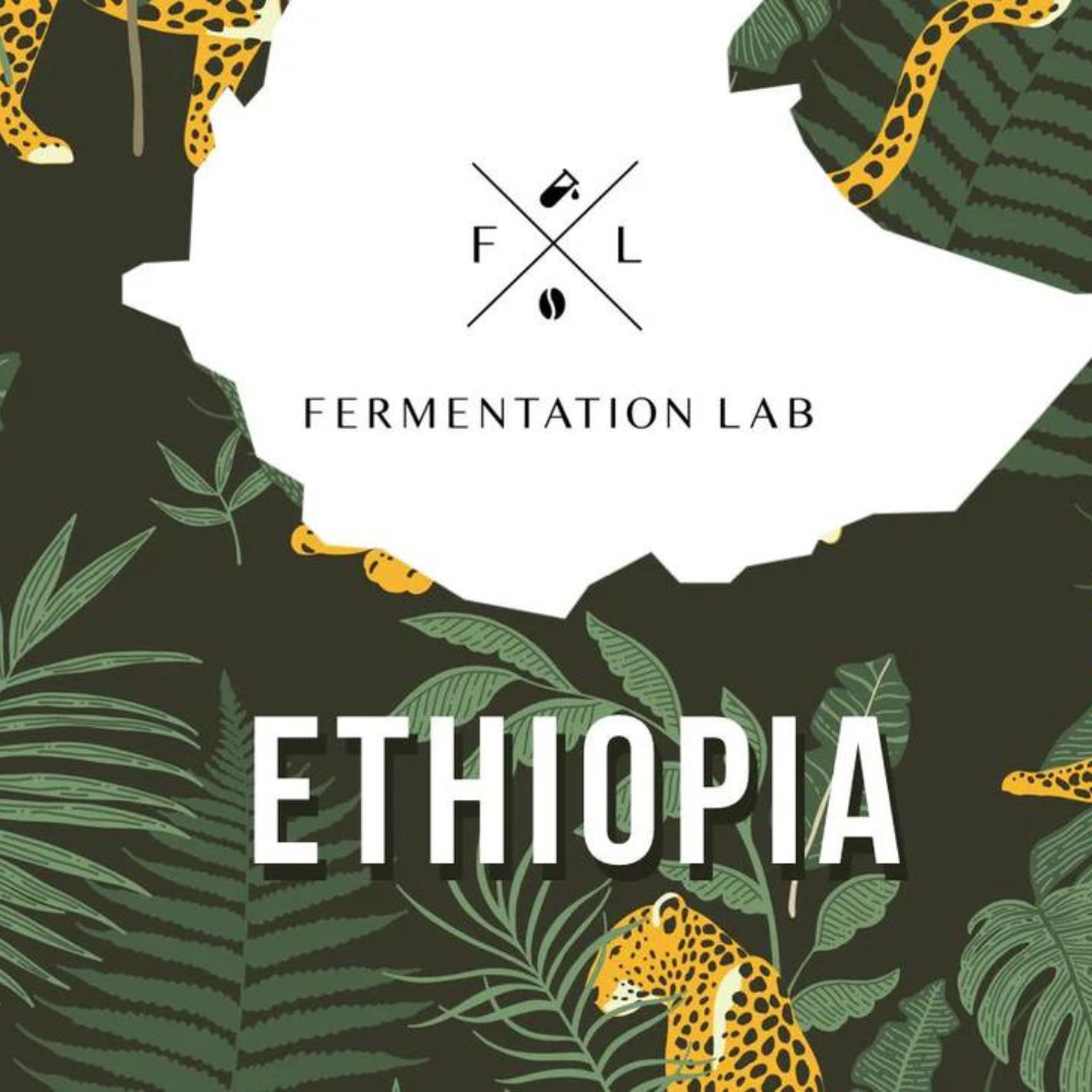 Fermentation Lab - Ethiopia Shantawene Village -  Filter Roast 250g