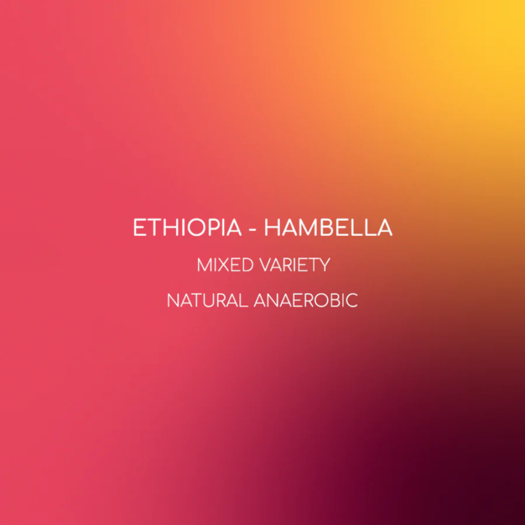 Inlight - Ethiopia Hambella - Omni Roast 250g