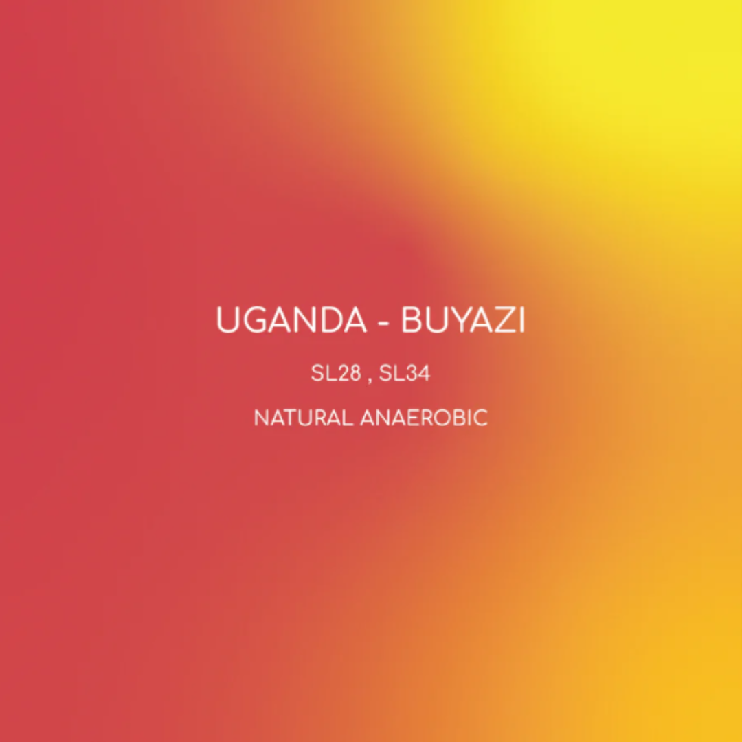Inlight - Uganda Buyazi - Omni Roast 250g
